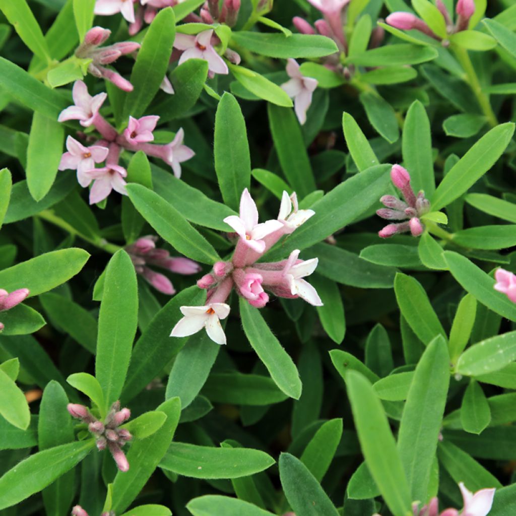Daphne burkwoodii Somerset - Dafne
