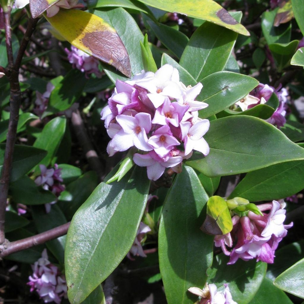 Daphne odora - Dafne odorosa