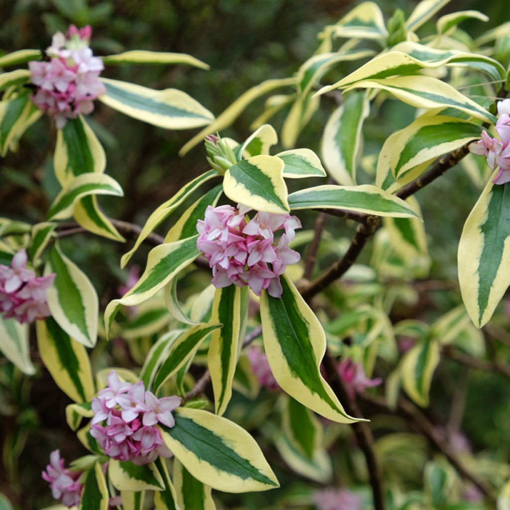 Daphne odora Maejima - Dafne odorosa