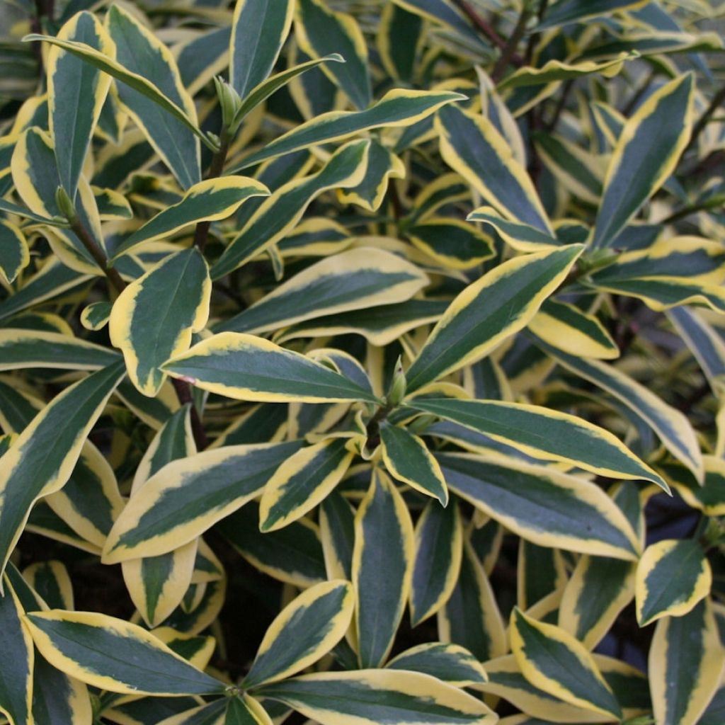 Daphne odora Marianni - Dafne odorosa