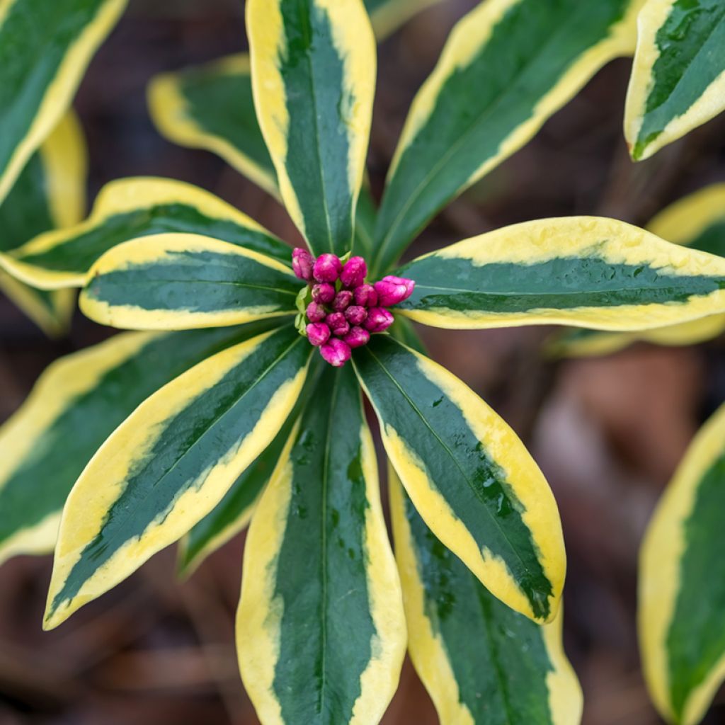 Daphne odora Marianni - Dafne odorosa