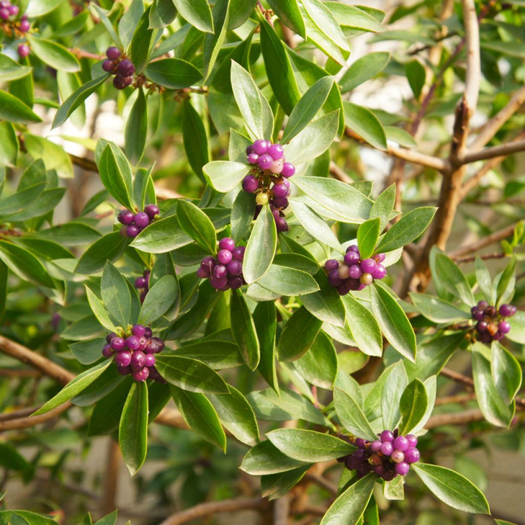 Daphne odora Sweet Amethyst - Dafne odorosa
