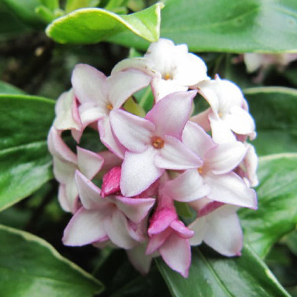 Daphne odora Aureomarginata - Dafne odorosa