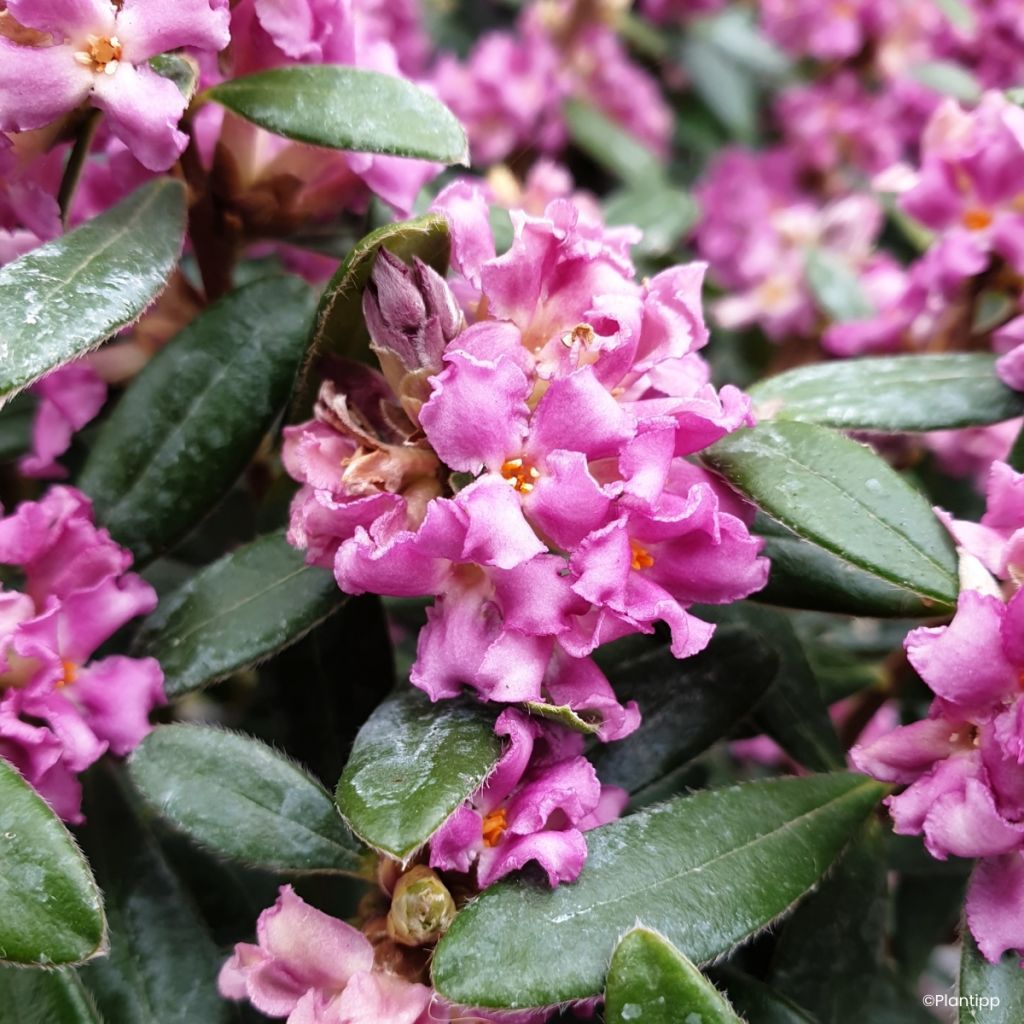 Daphne Sweetheart - Dafne