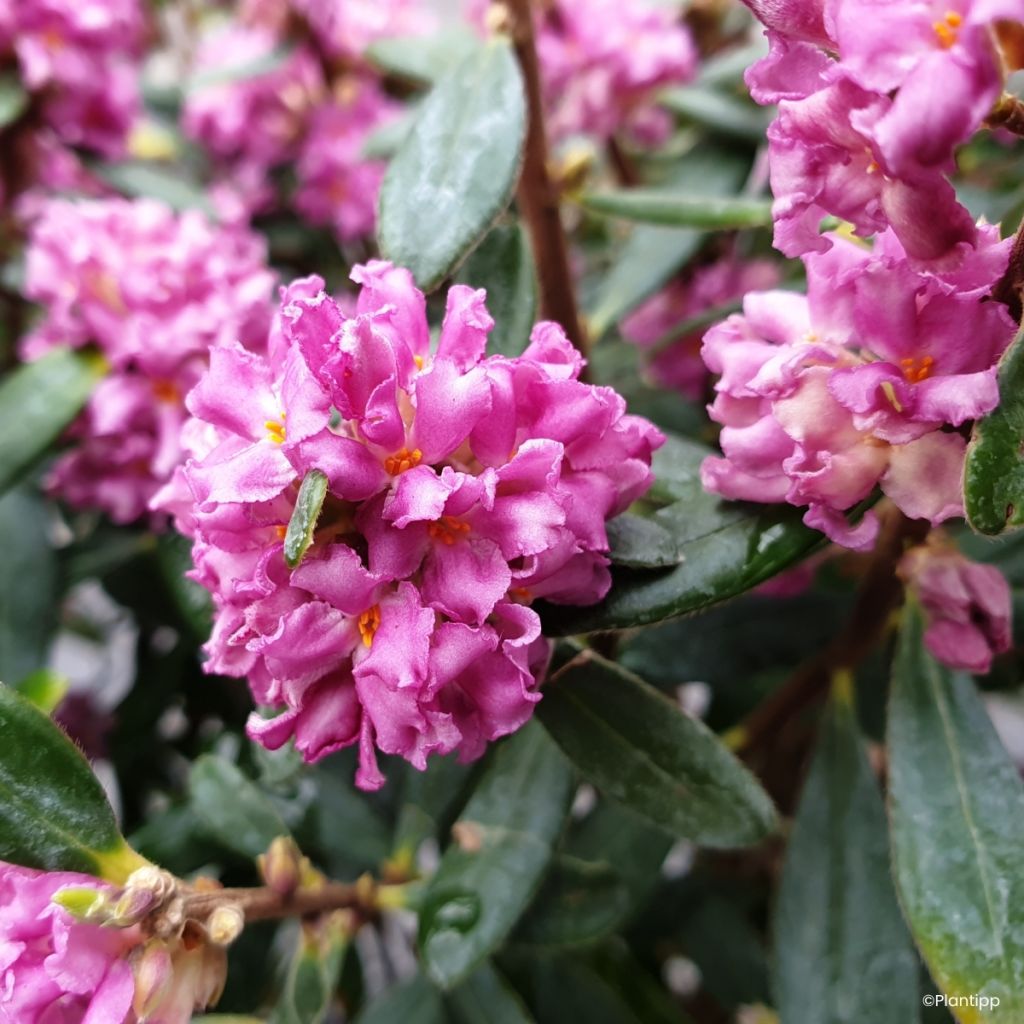 Daphne Sweetheart - Dafne