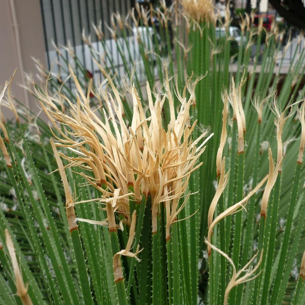 Dasylirion acrotrichum