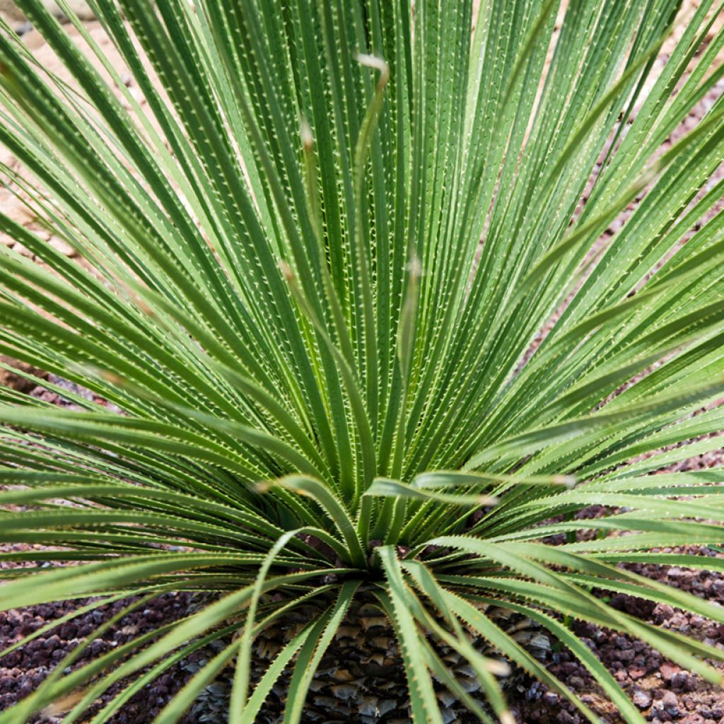 Dasylirion acrotrichum