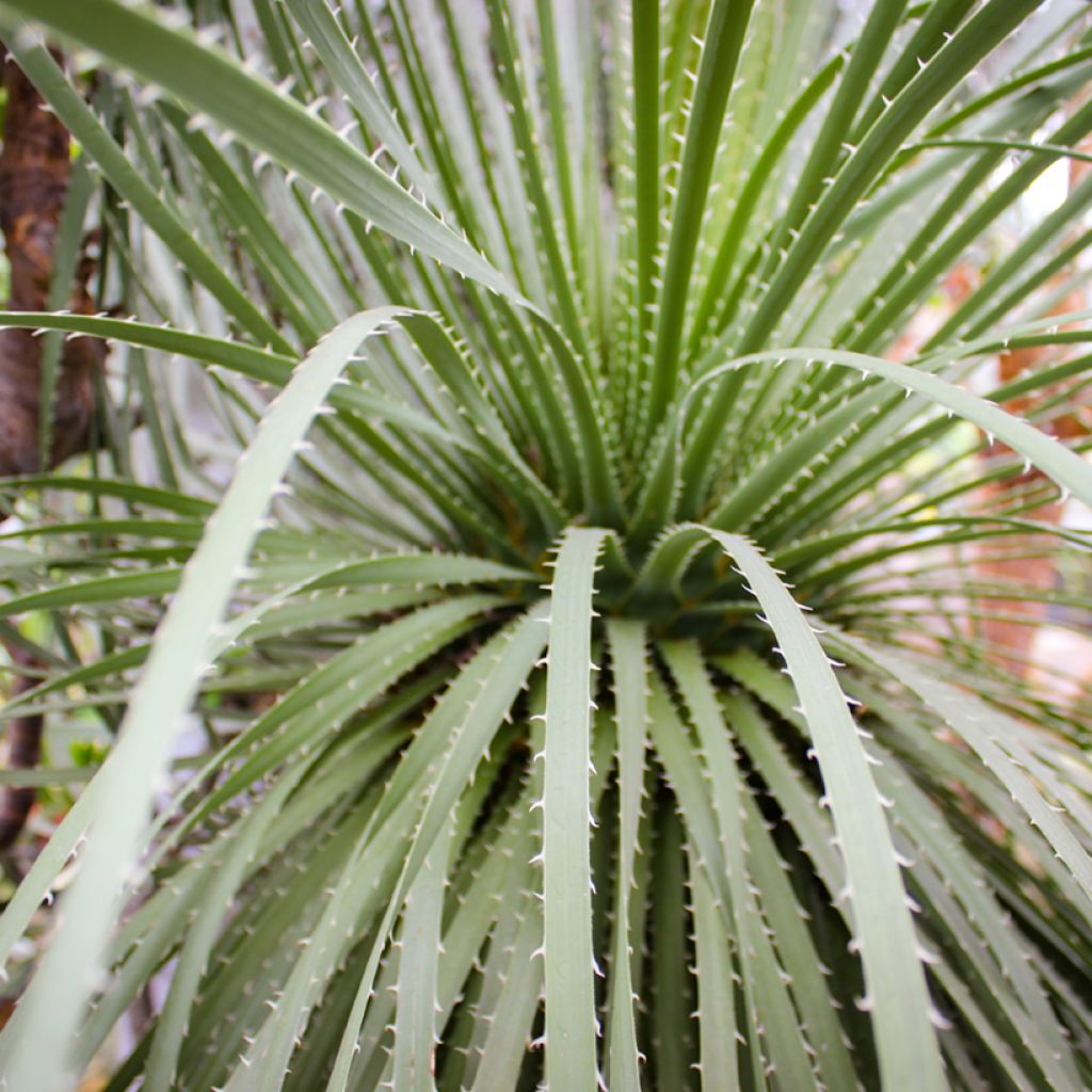 Dasylirion leiophyllum