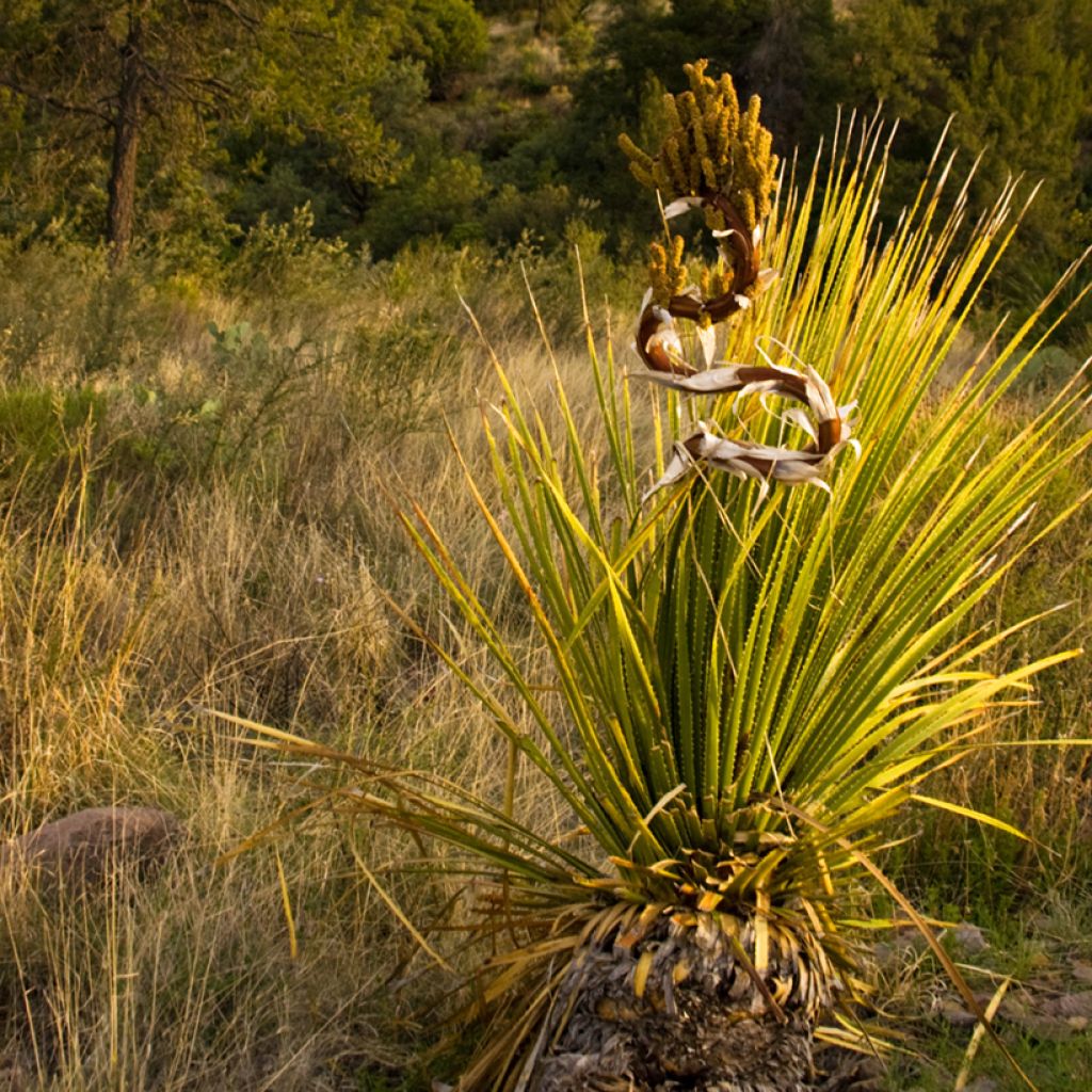 Dasylirion leiophyllum