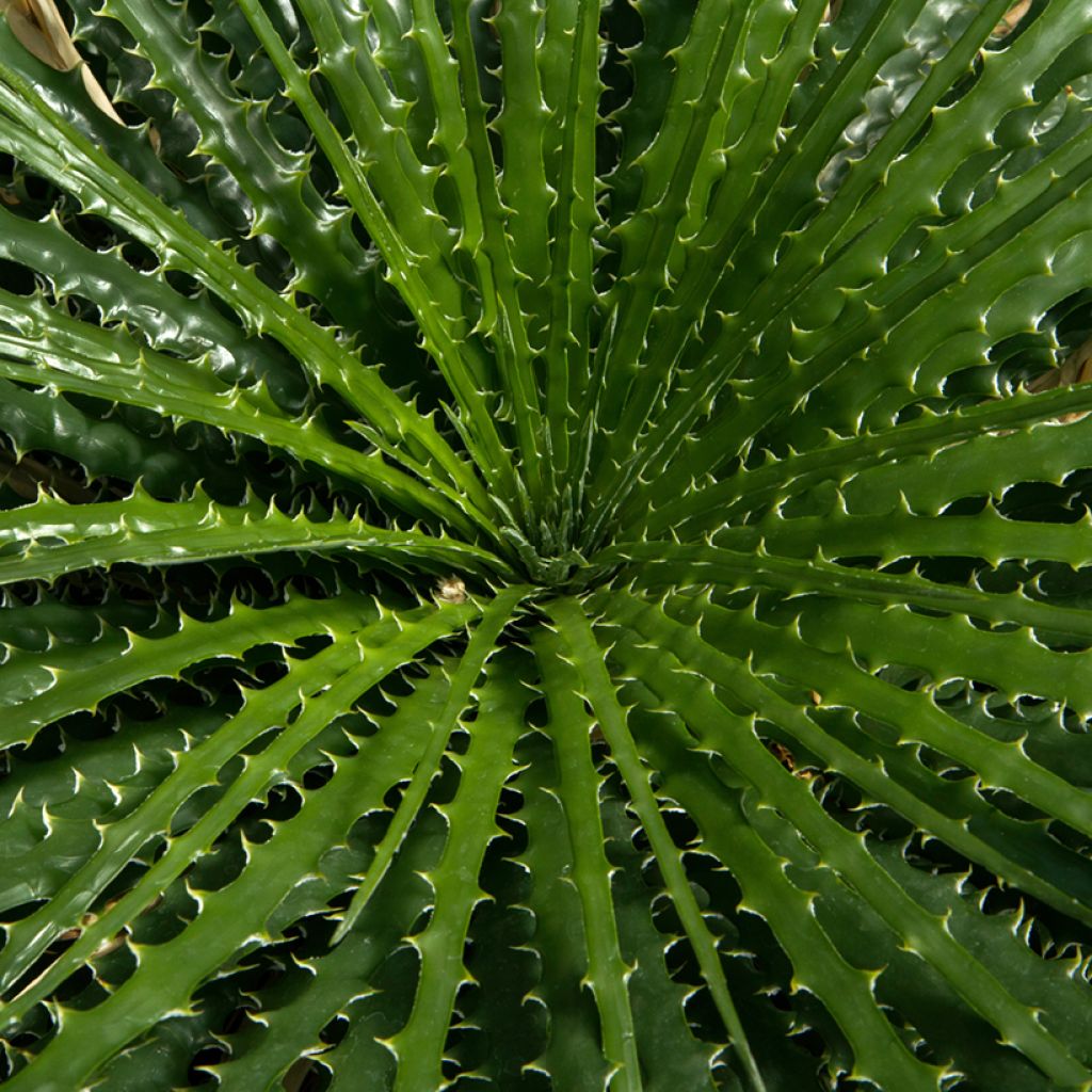 Dasylirion leiophyllum