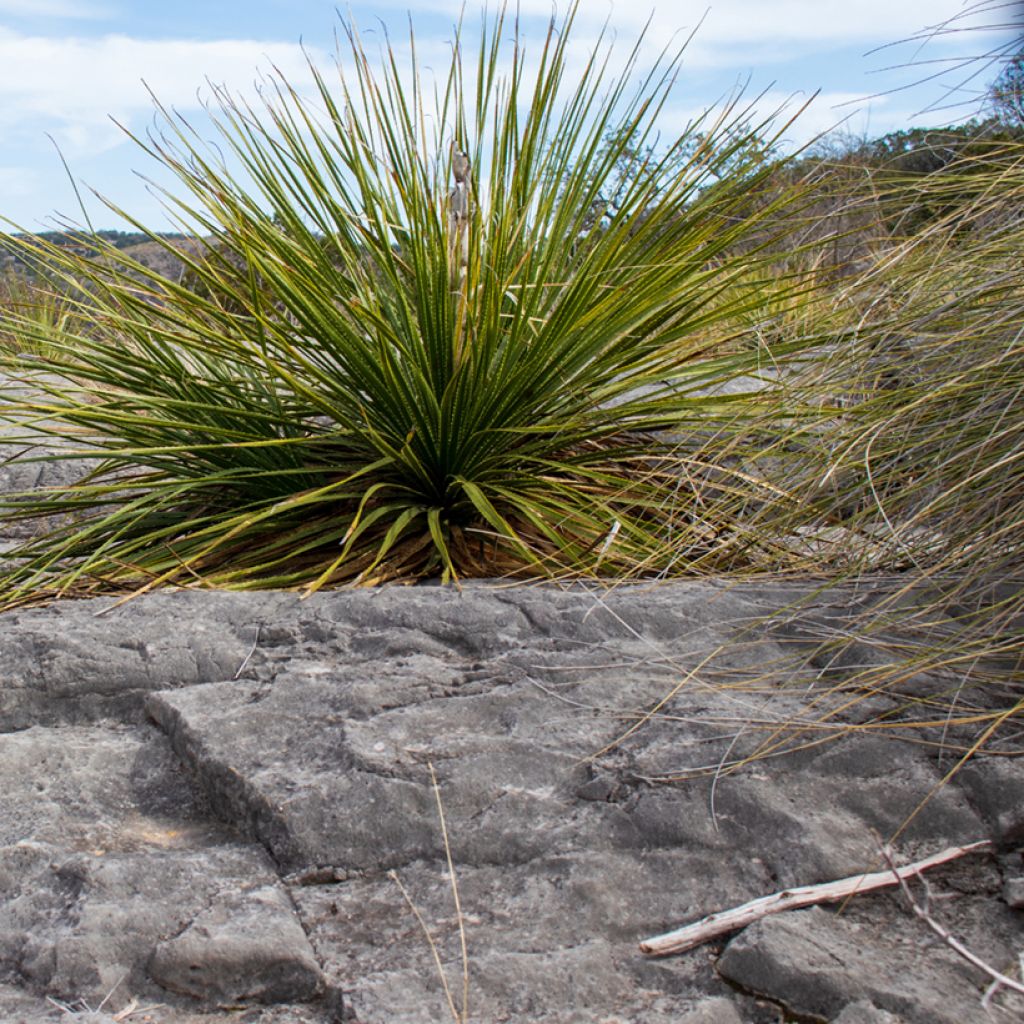 Dasylirion leiophyllum