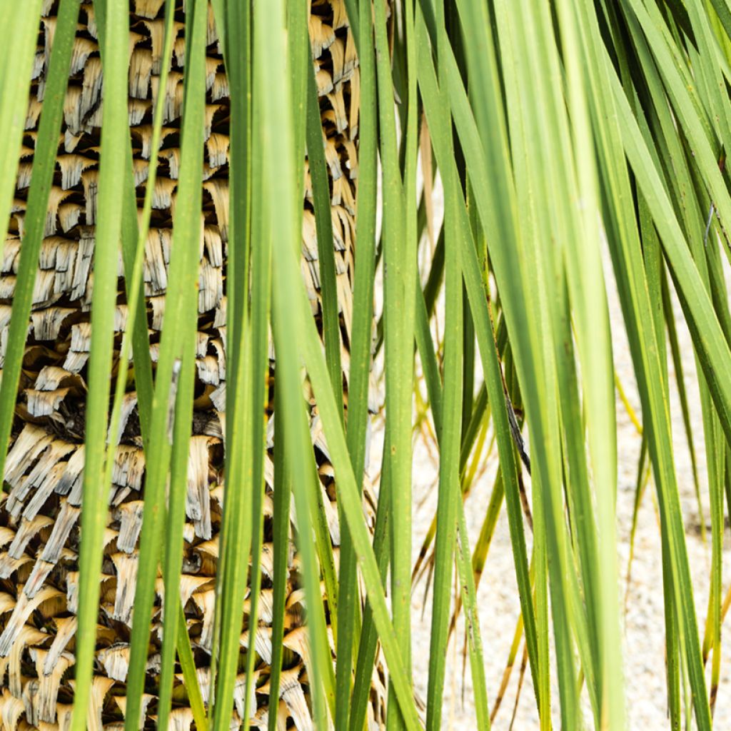 Dasylirion quadrangulatum