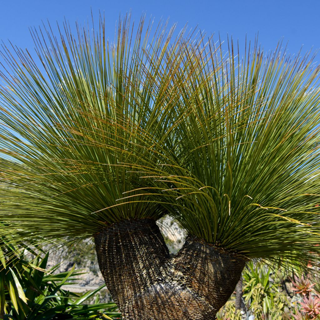 Dasylirion quadrangulatum