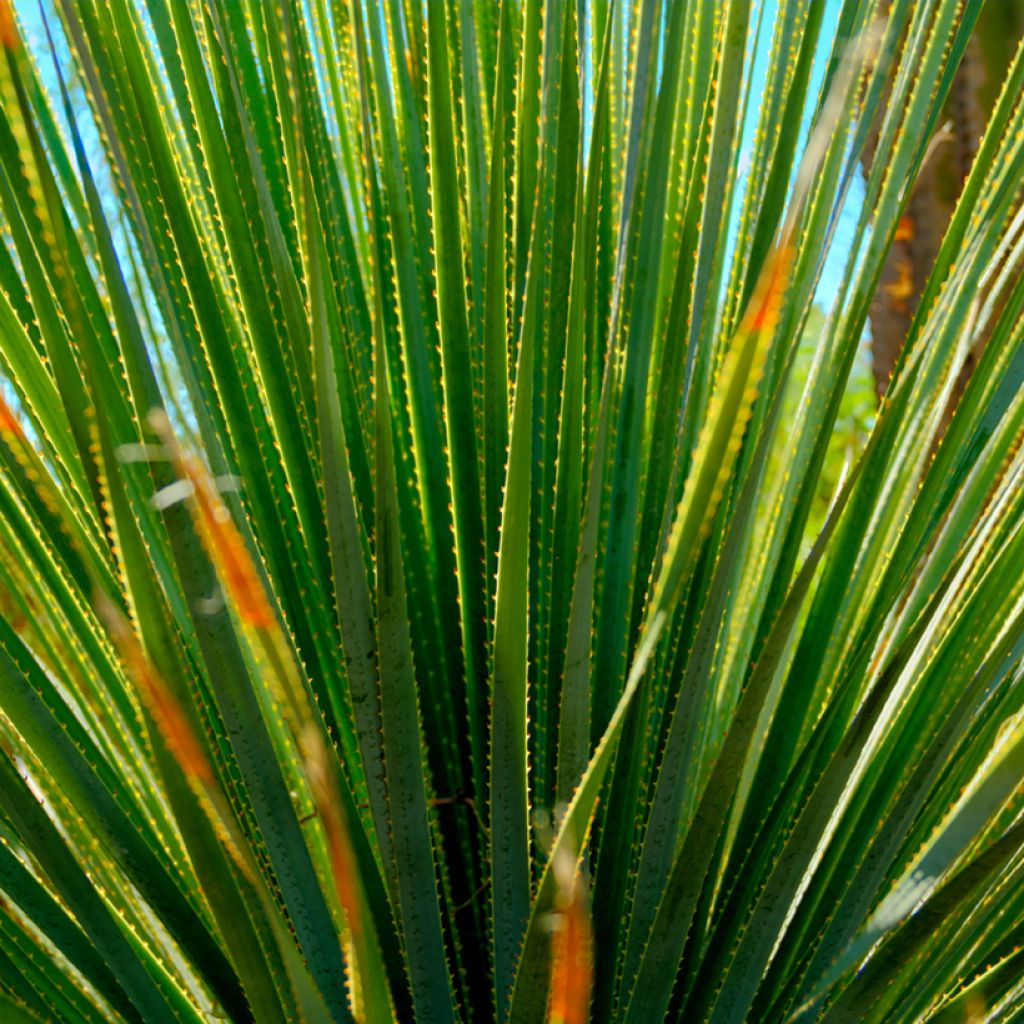 Dasylirion quadrangulatum