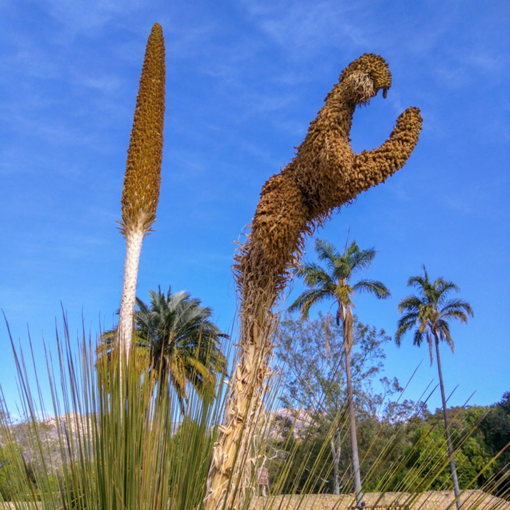 Dasylirion quadrangulatum