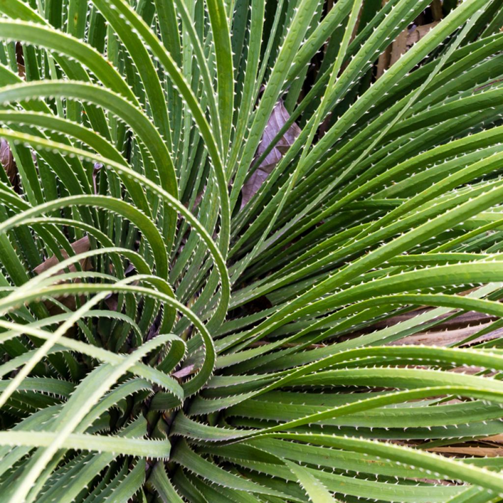 Dasylirion serratifolium