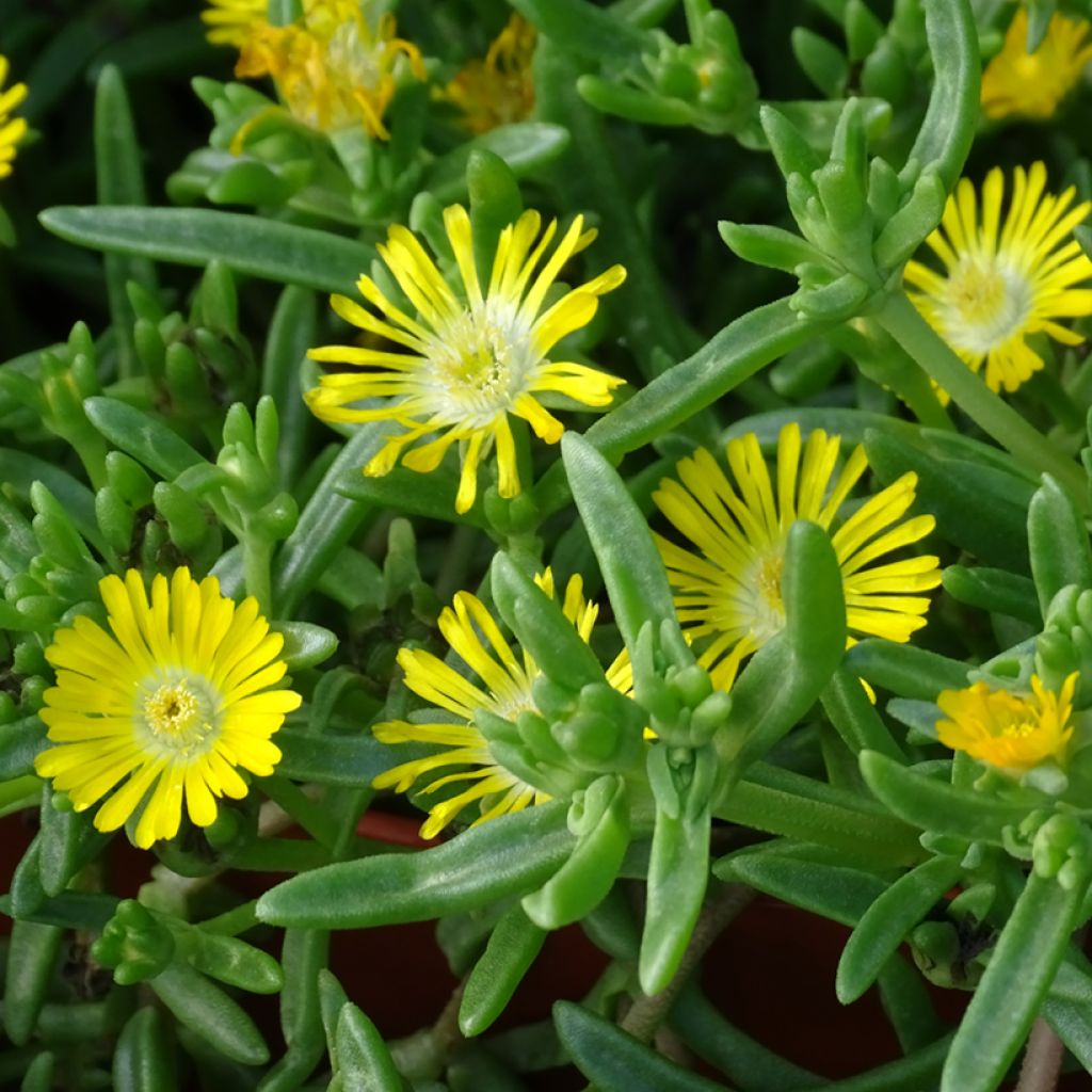 Delosperma Wheels of Wonder Golden