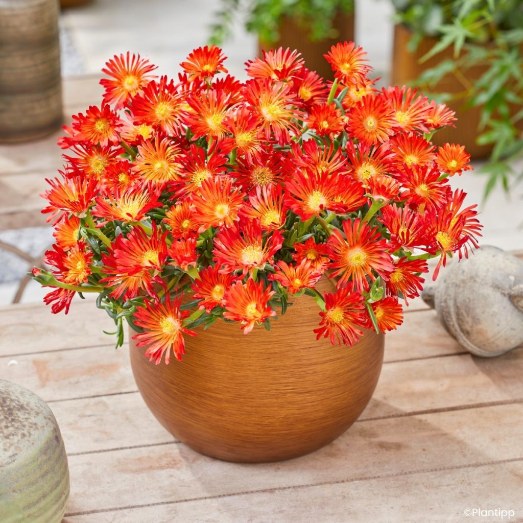 Delosperma Ocean Sunset Orange Vibe