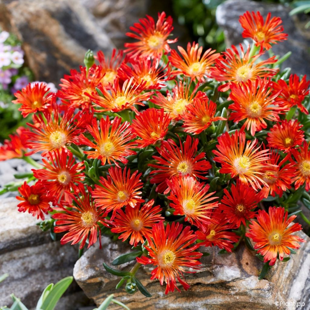 Delosperma Ocean Sunset Orange Vibe