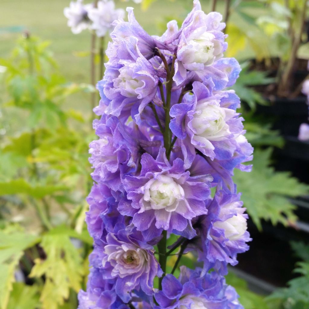 Delphinium elatum Highlander Bolero - Speronella elevata