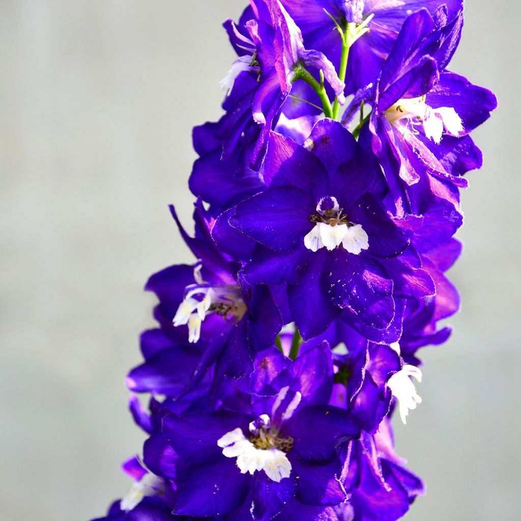 Delphinium Pacific-hybrid Magic Fountain Dark Blue-White Be - Speronella