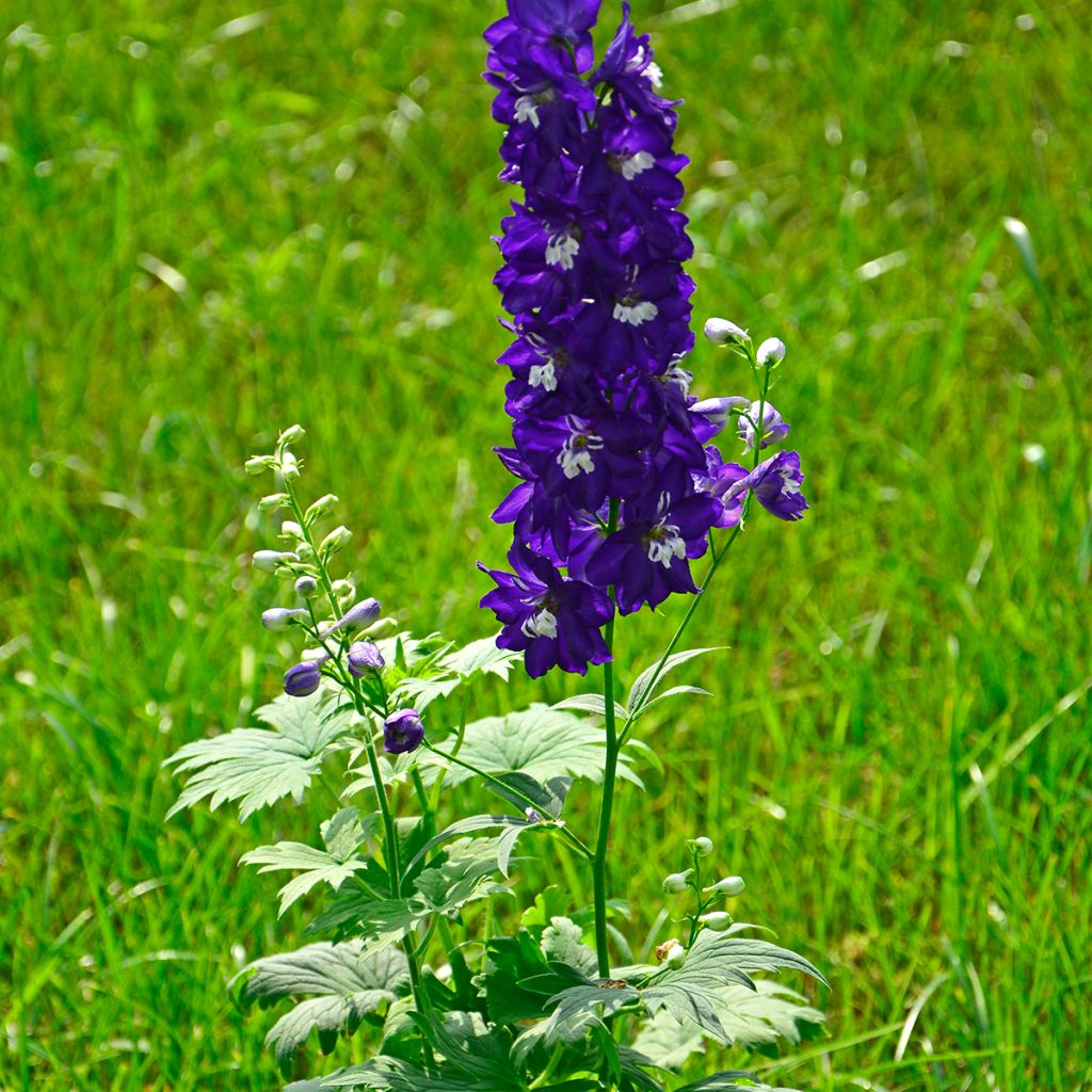 Delphinium Pacific-hybrid Magic Fountain Dark Blue-White Be - Speronella