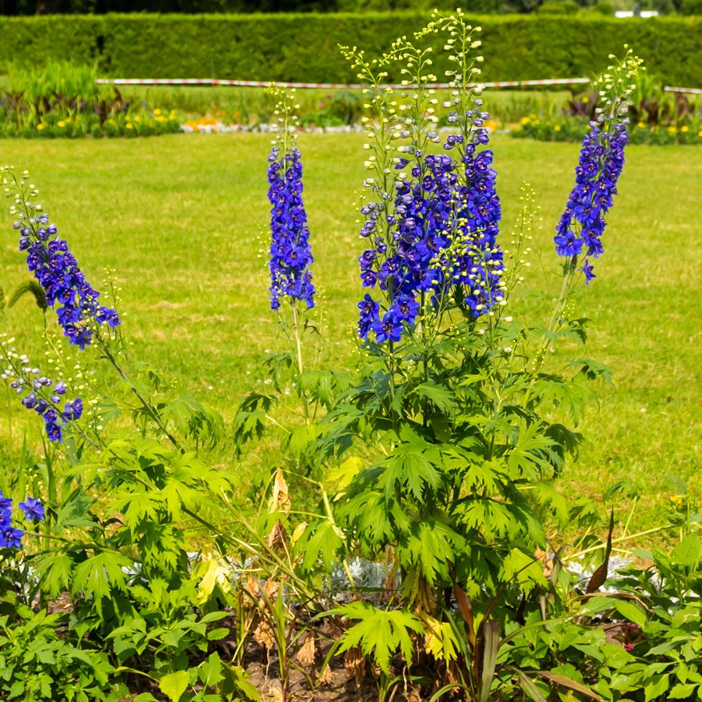 Delphinium Pacific-hybrid Magic Fountain Dark Blue-White Be - Speronella