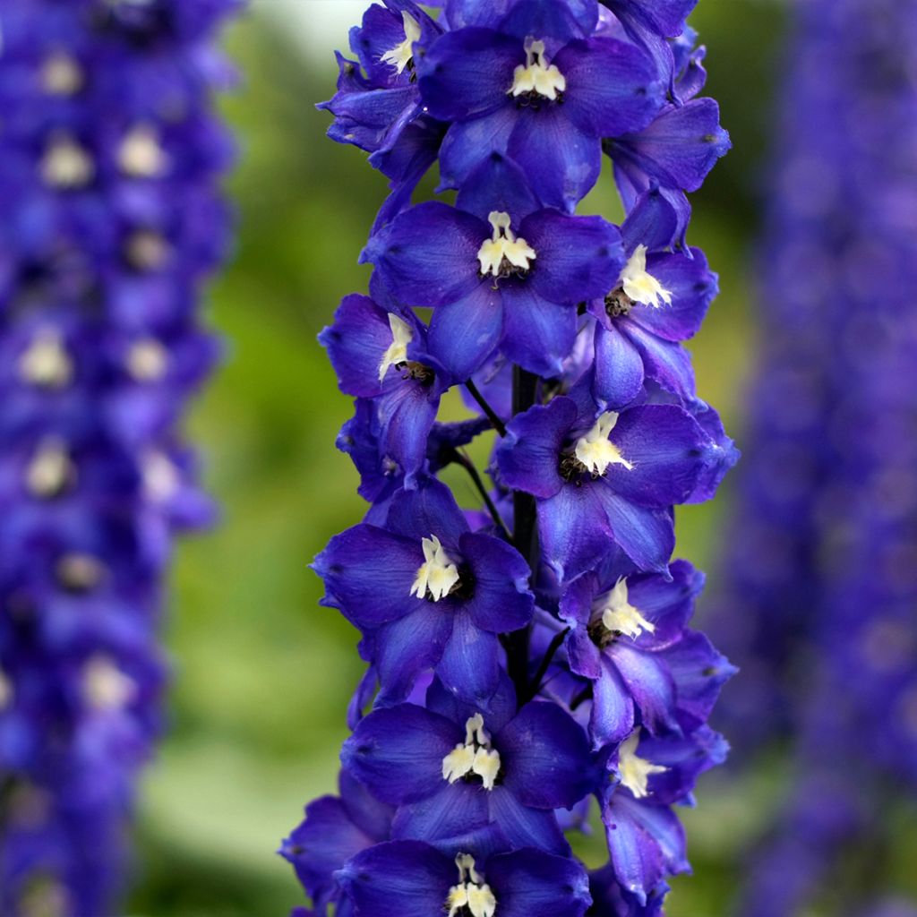 Delphinium Pacific-hybrid Magic Fountain Dark Blue-White Be - Speronella