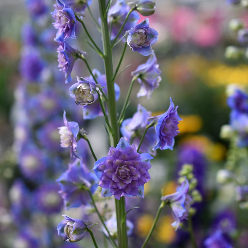 Delphinium elatum Highlander Bolero - Speronella elevata