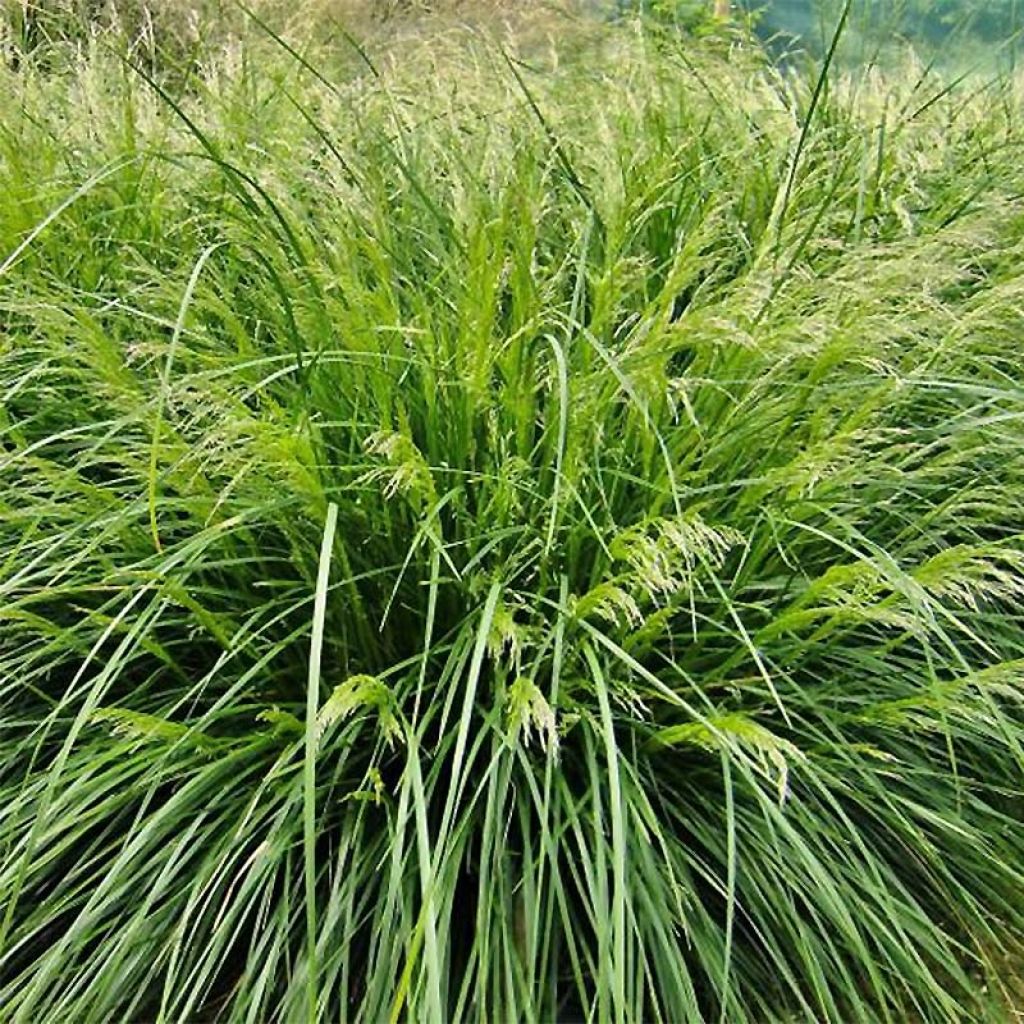 Deschampsia caespitosa Palava