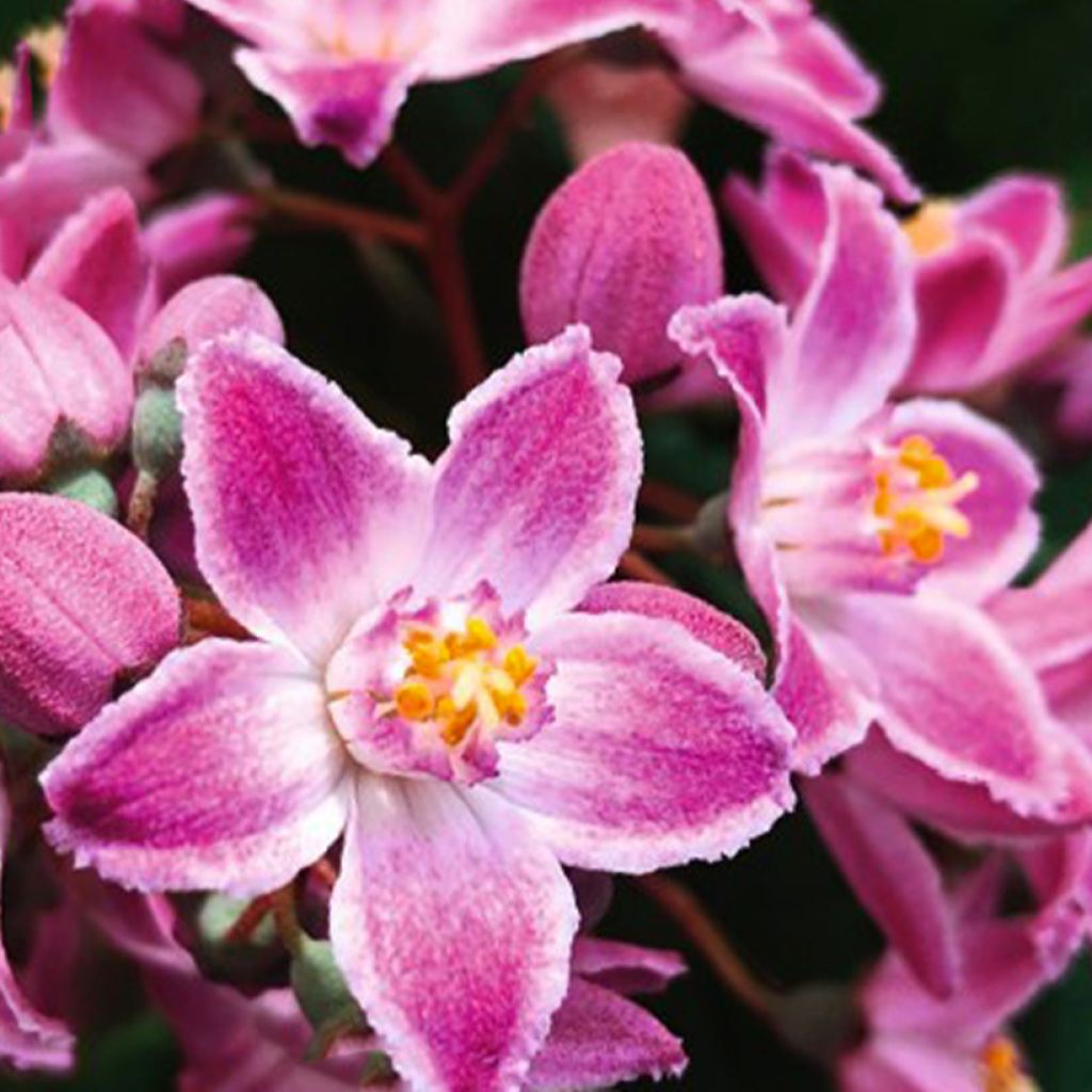 Deutzia Million Stars Pink Cloud