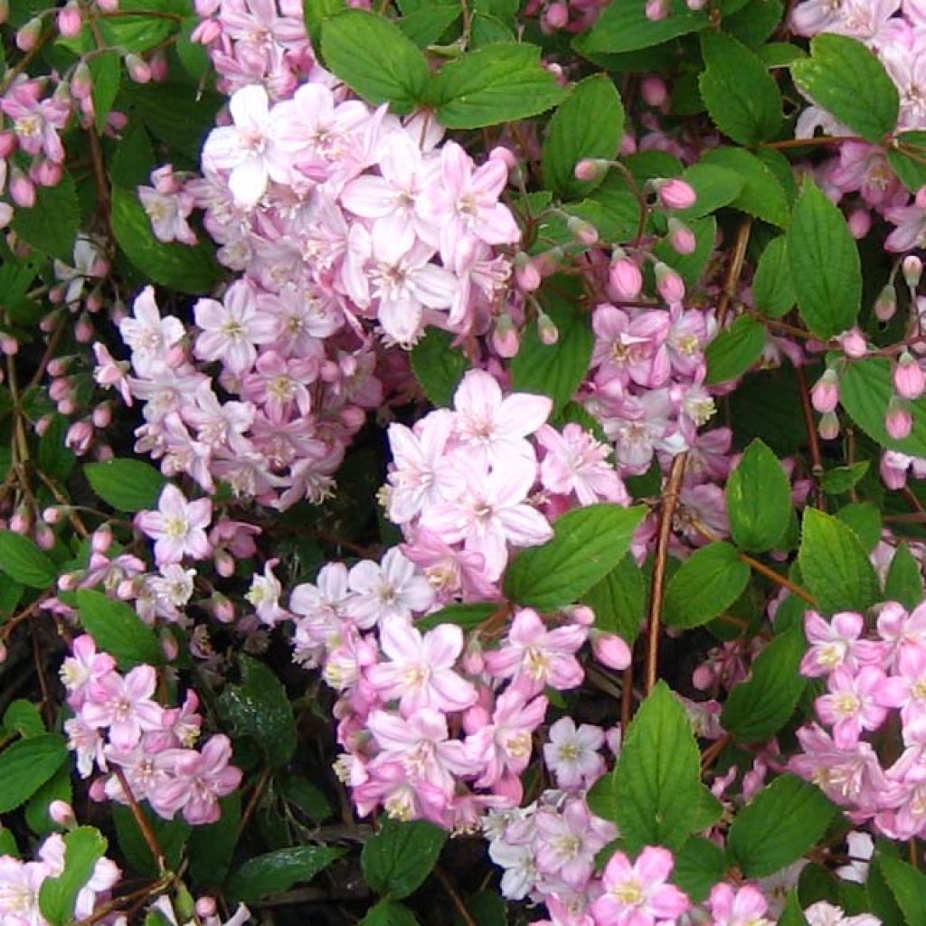 Deutzia elegantissima Rosealind