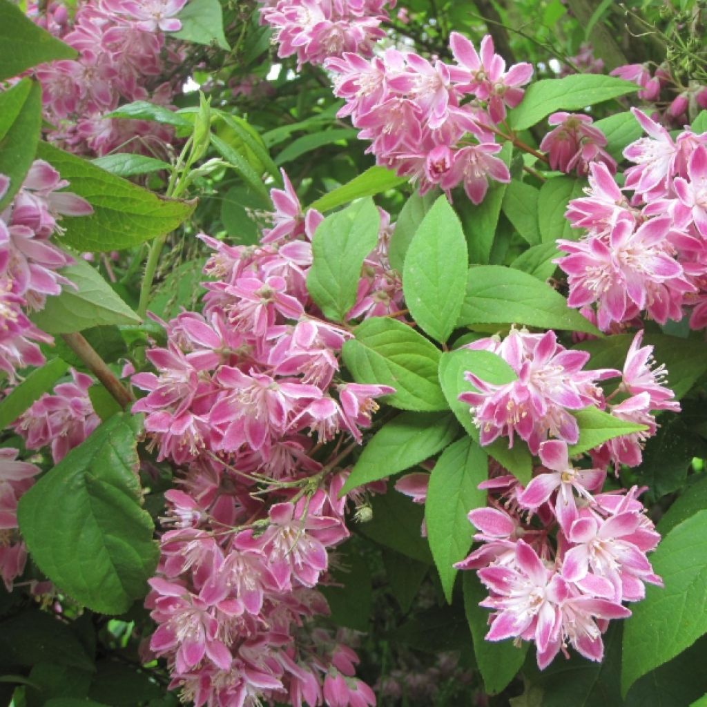 Deutzia Strawberry Fields
