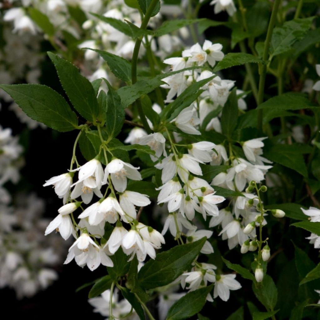 Deutzia gracilis