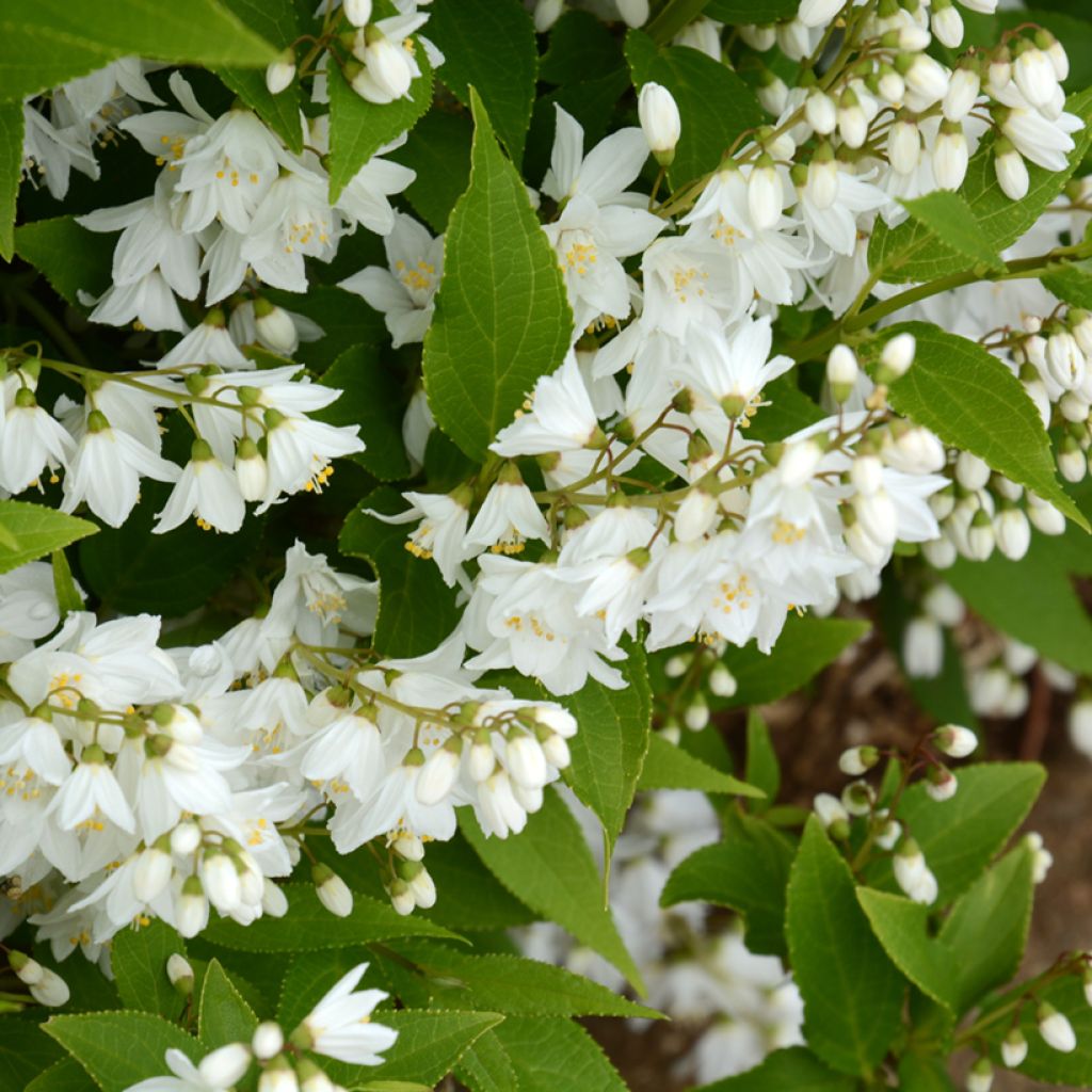 Deutzia gracilis