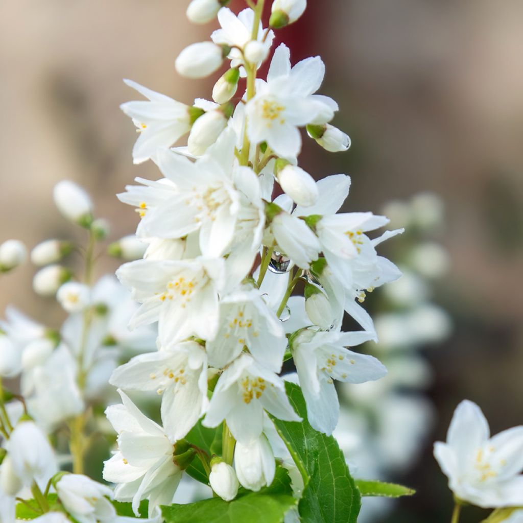 Deutzia gracilis