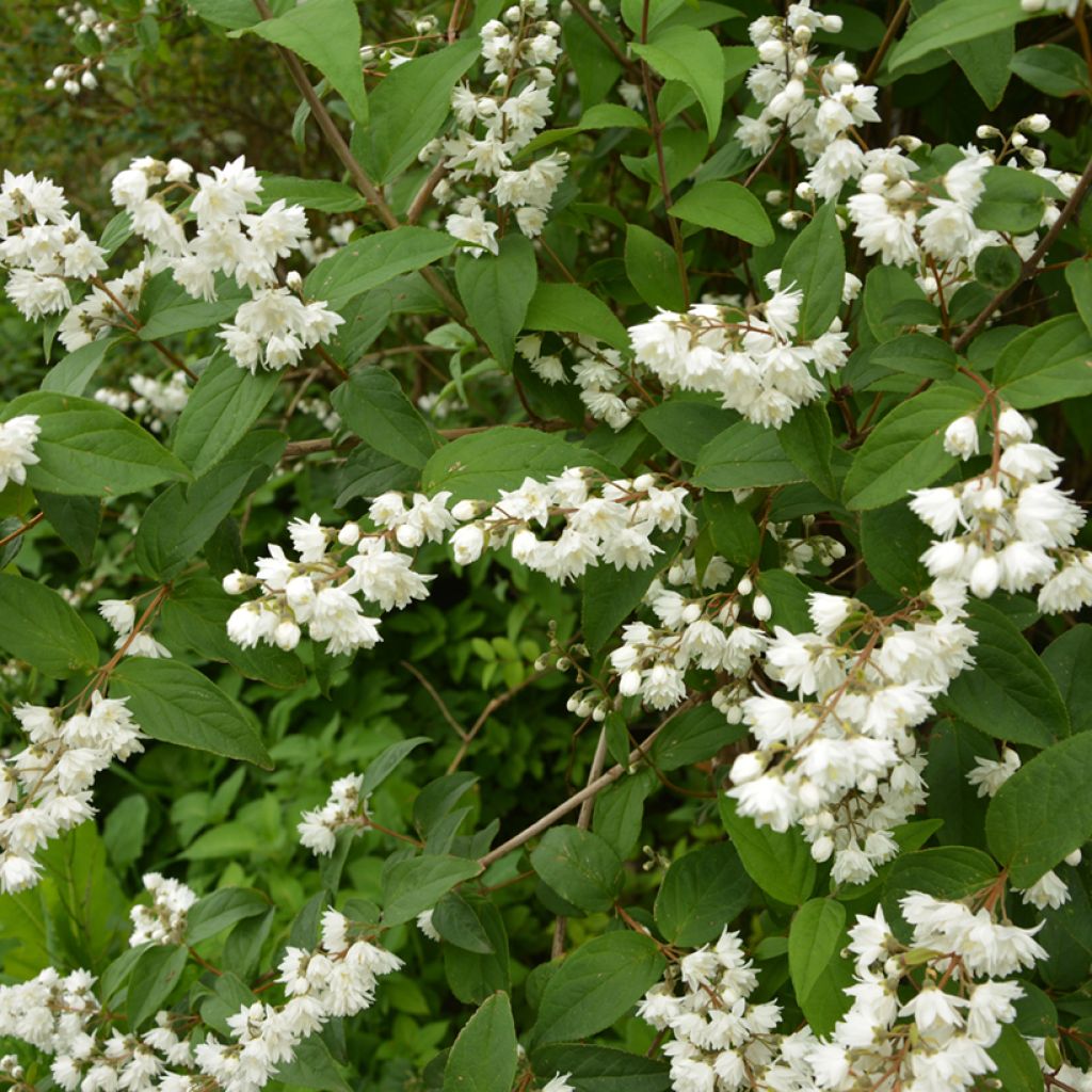 Deutzia gracilis