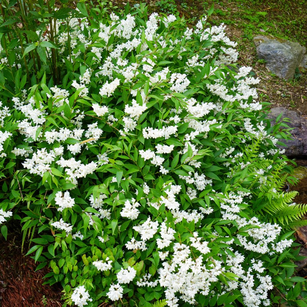 Deutzia gracilis