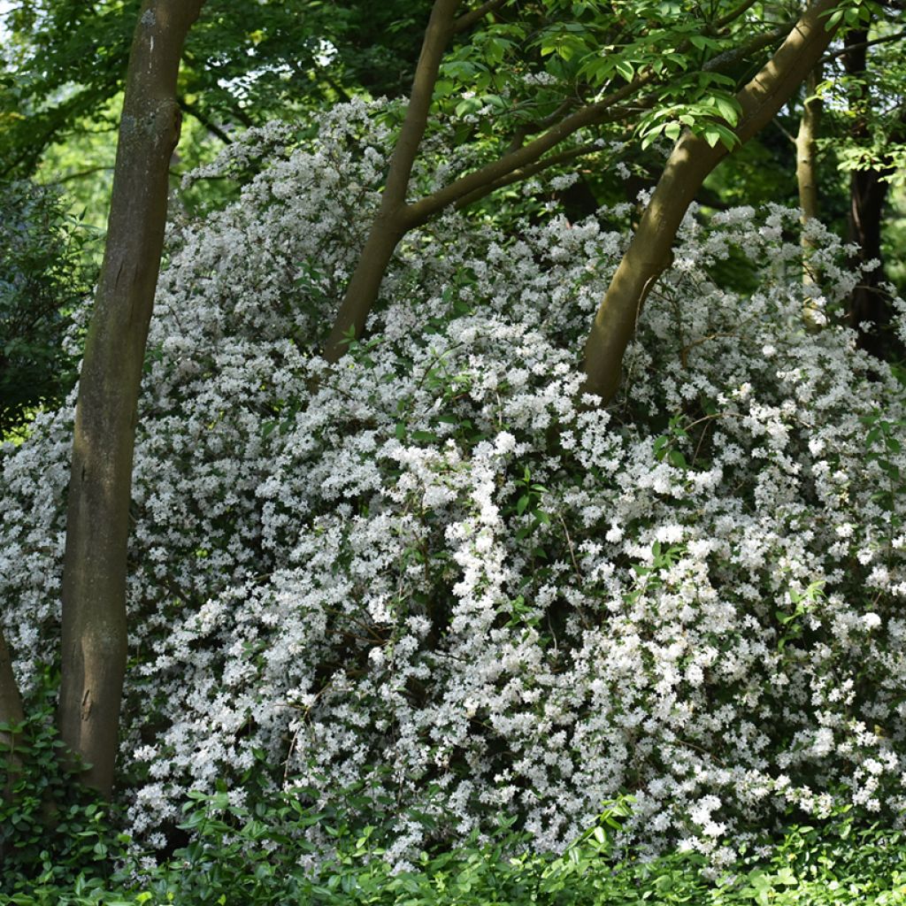 Deutzia gracilis Nikko