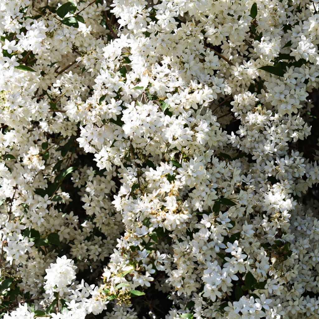 Deutzia gracilis Nikko