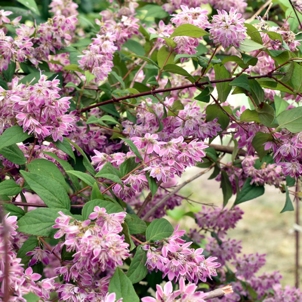 Deutzia Strawberry Fields