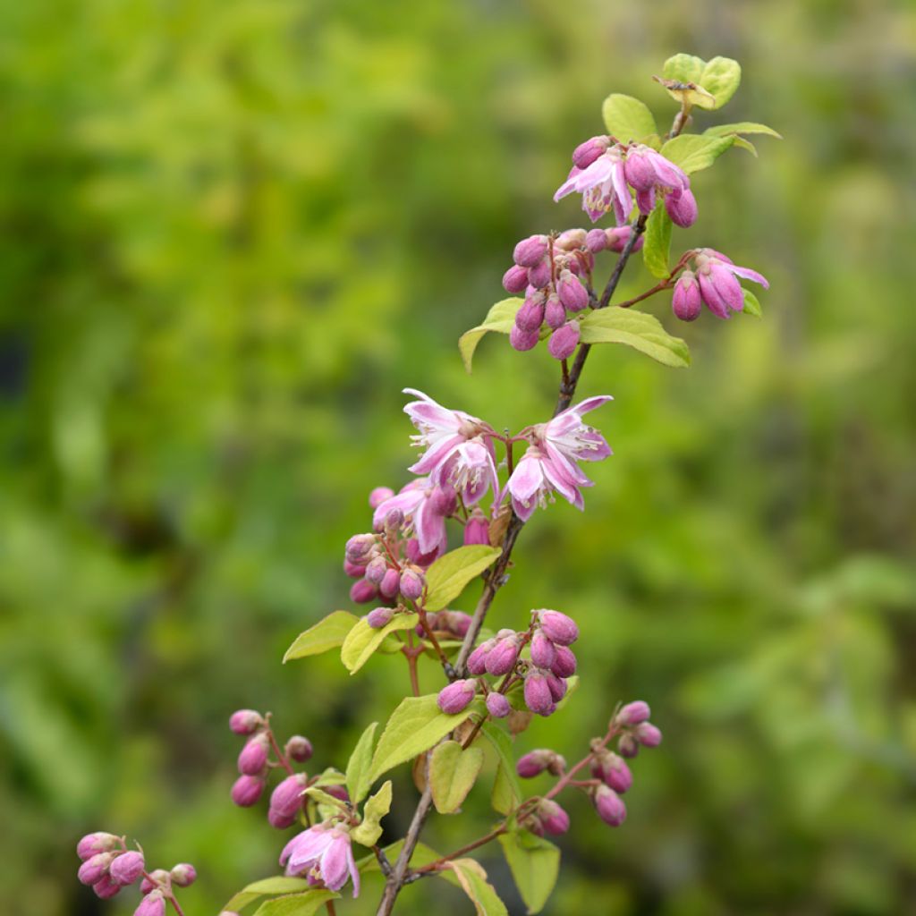 Deutzia Strawberry Fields