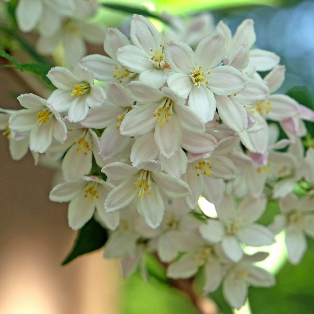 Deutzia lemoinei