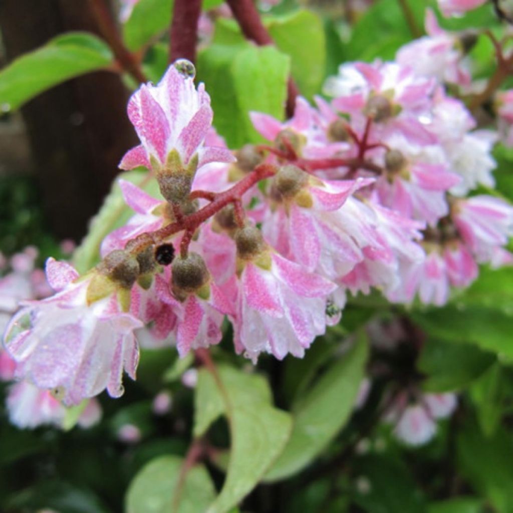 Deutzia scabra Codsall Pink