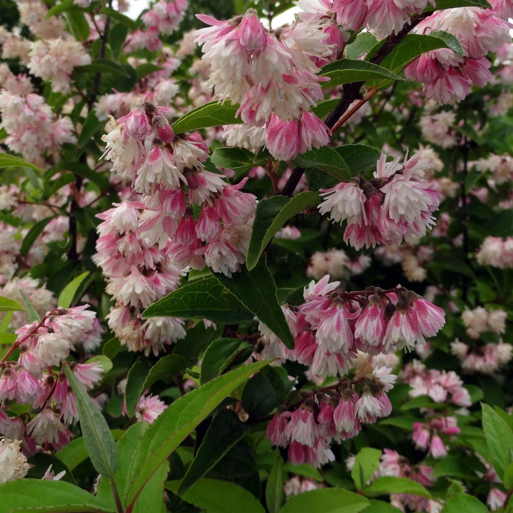 Deutzia scabra Plena