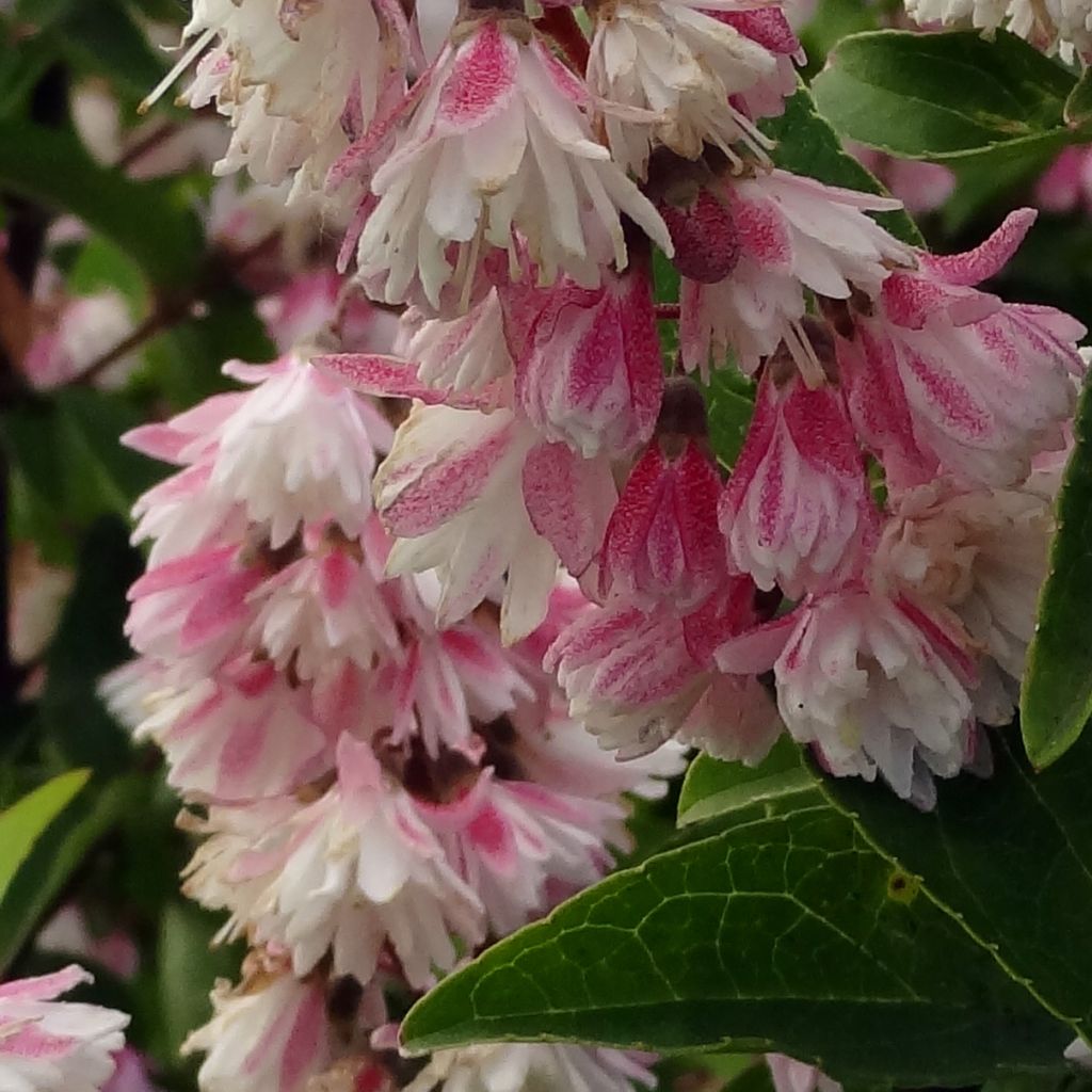 Deutzia scabra Plena