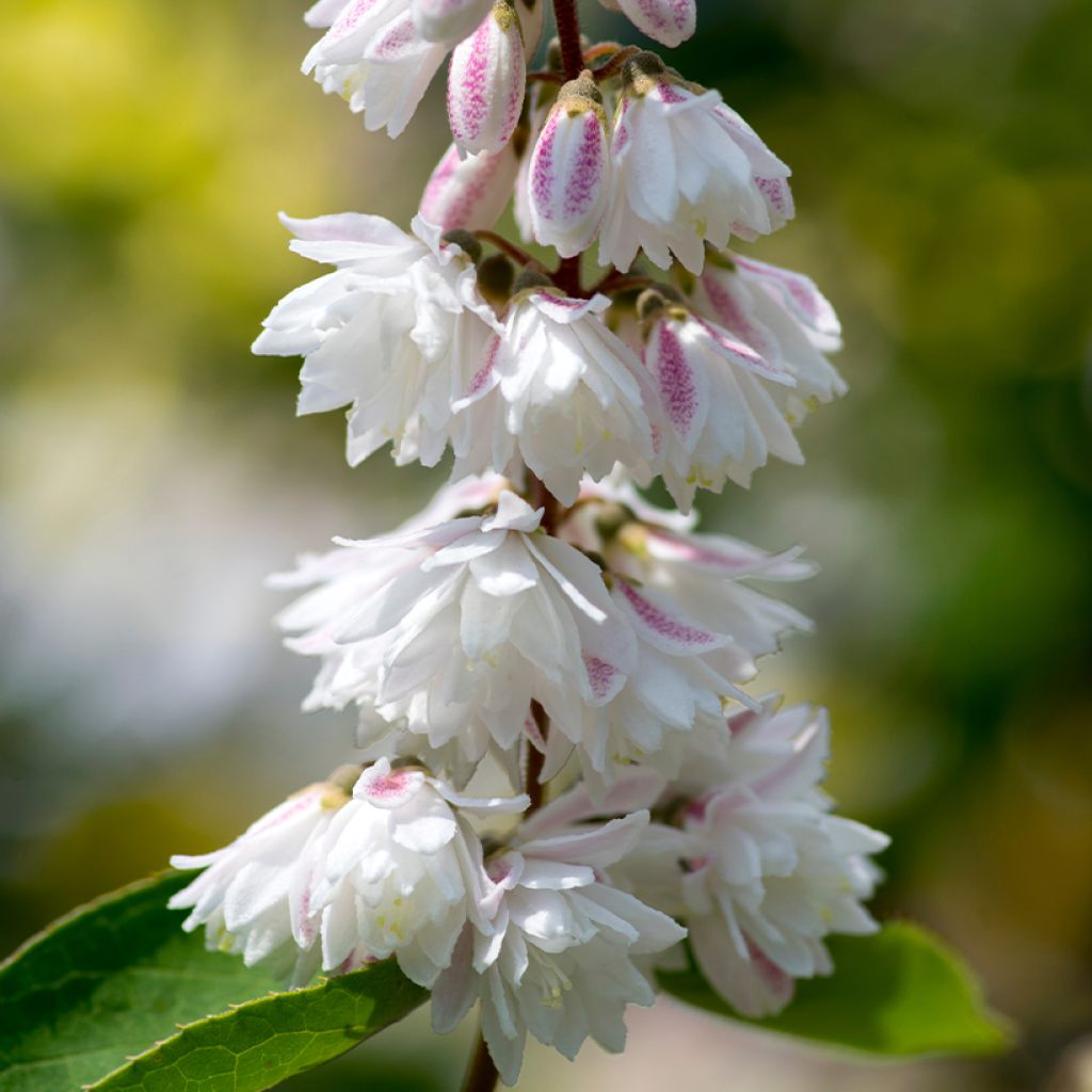 Deutzia scabra Plena