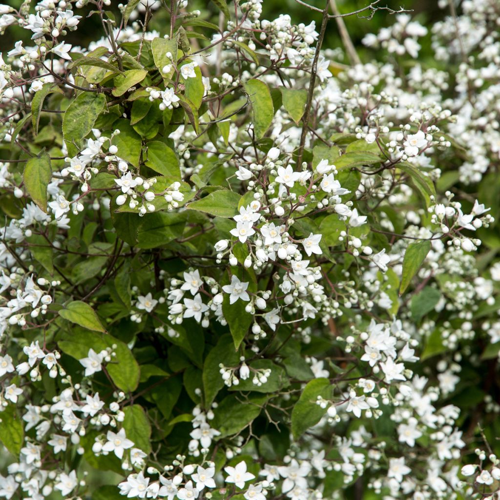 Deutzia setchuenensis var. corymbiflora