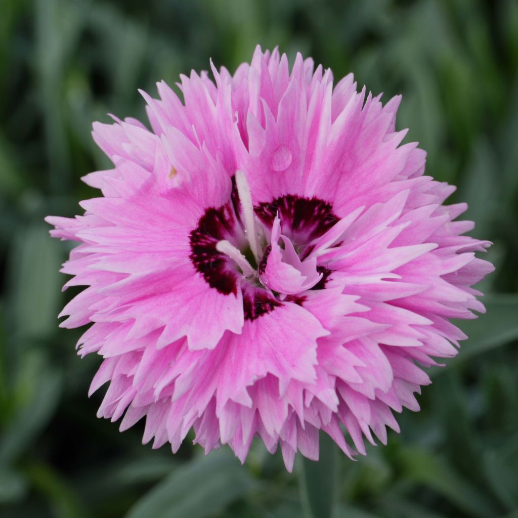 Dianthus Pop Star - Garofano