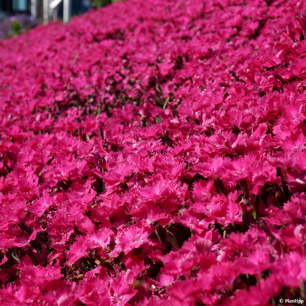 Dianthus Vivid Bright Light - Garofano